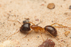 Camponotus nigriceps