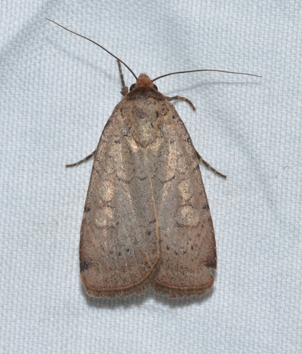 Brown-collared Dart photo 2