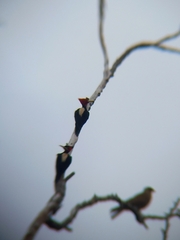 Campephilus leucopogon