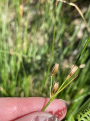 Juncus drummondii