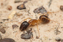 Camponotus nigriceps