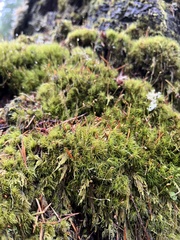 Dicranum fuscescens