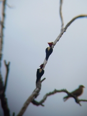 Campephilus leucopogon