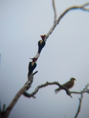 Campephilus leucopogon