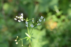 Galium mexicanum