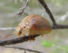 Paropsis