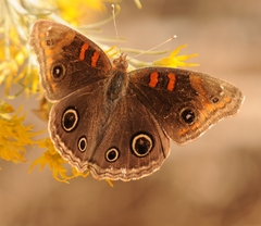 Junonia nigrosuffusa
