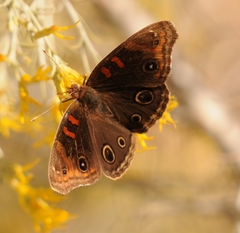 Junonia nigrosuffusa