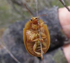 Paropsis