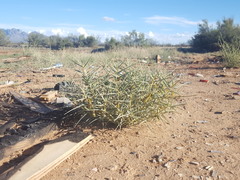 Asclepias brachystephana