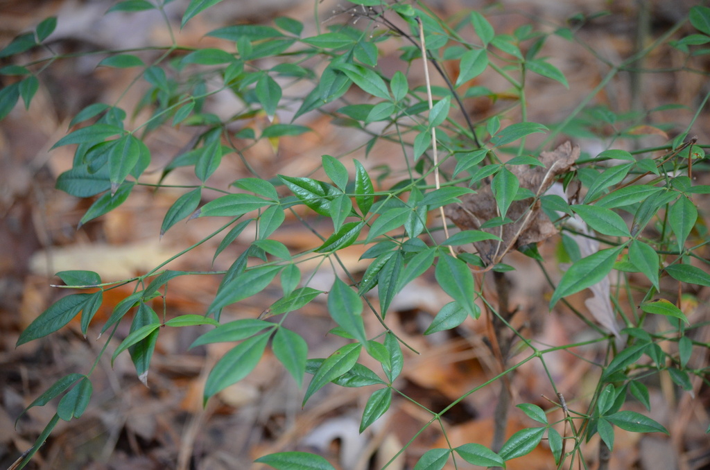 Heavenly bamboo from Durham, NC, USA on November 11, 2022 at 0207 PM