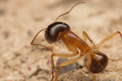 Camponotus nigriceps