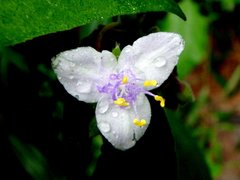 Tradescantia subaspera