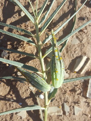 Asclepias brachystephana