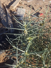 Asclepias brachystephana