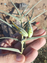 Asclepias brachystephana