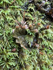Peltigera leucophlebia