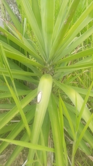 Agave angustifolia