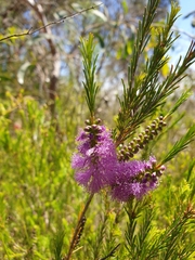 Melaleuca diosmatifolia