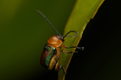 Aporocera