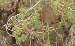 Melaleuca decussata