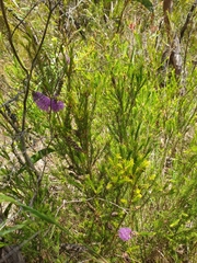 Melaleuca diosmatifolia