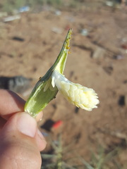 Asclepias brachystephana