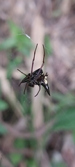Micrathena