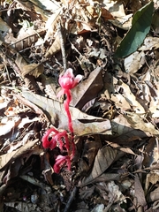 Monotropa coccinea