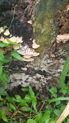 Trametes menziesii