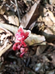 Monotropa coccinea