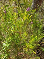 Melaleuca diosmatifolia