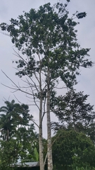 Cavanillesia platanifolia