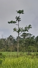 Schizolobium parahyba