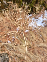 Lomatium multifidum