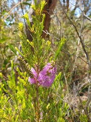 Melaleuca diosmatifolia