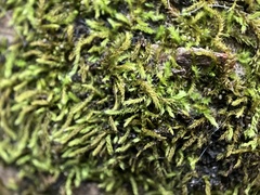 Racopilum cuspidigerum