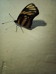 Eresia phillyra phillyra