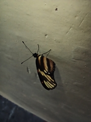 Eresia phillyra phillyra