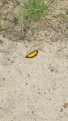 Xanthyris flaveolata