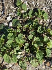 Trianthema portulacastrum