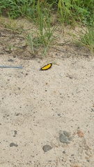 Xanthyris flaveolata