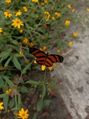 Eresia phillyra phillyra