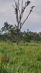 Schizolobium parahyba