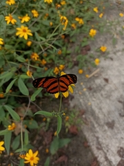 Eresia phillyra phillyra