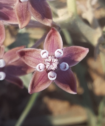 Bract milkweed (Asclepias brachystephana)