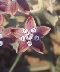Asclepias brachystephana