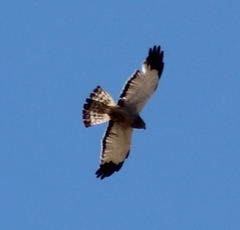 Circus cinereus