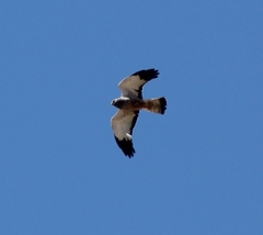 Circus cinereus