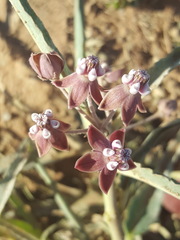 Asclepias brachystephana